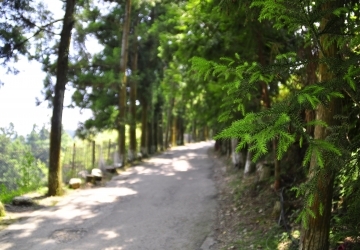 柳杉步道